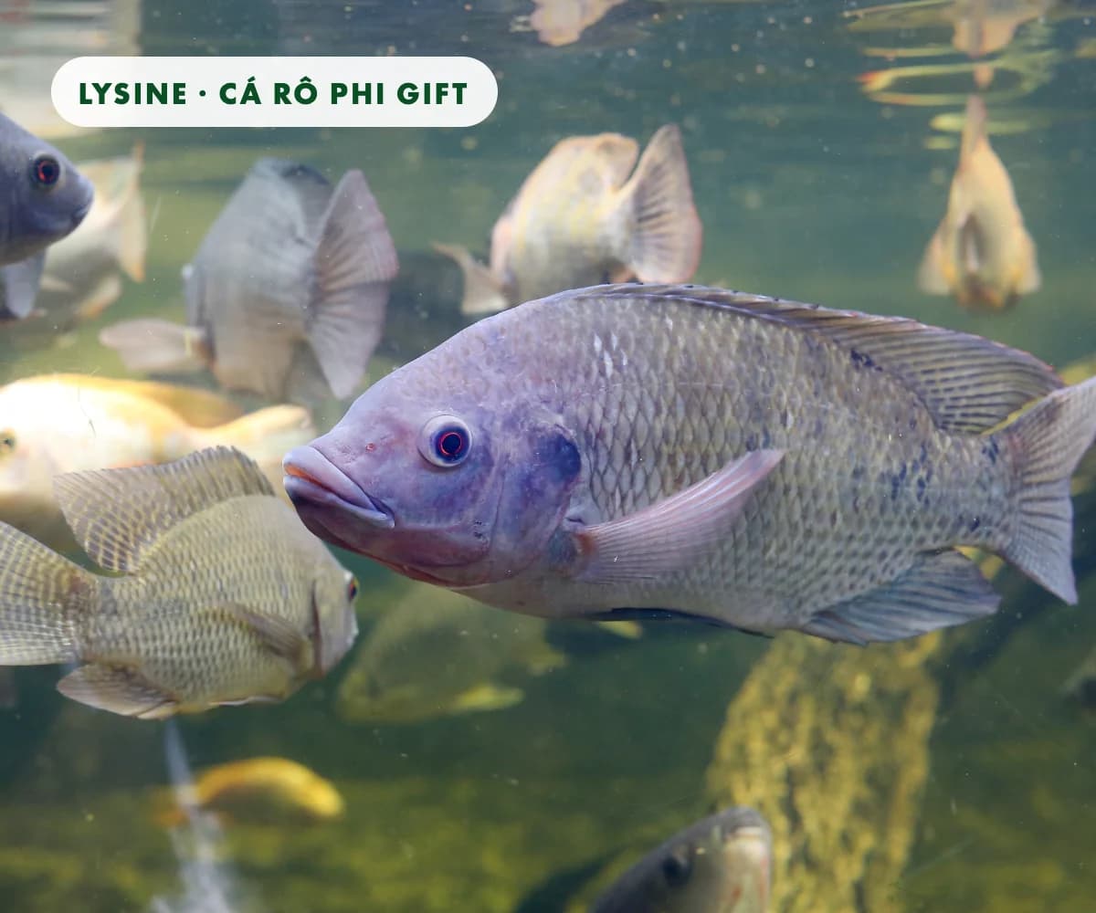 Lysine cho cá rô phi dòng GIFT: thức ăn 2,41% lysine giúp cá tăng trọng hơn một phần ba, mức cũ 1,4% có thể không còn đủ