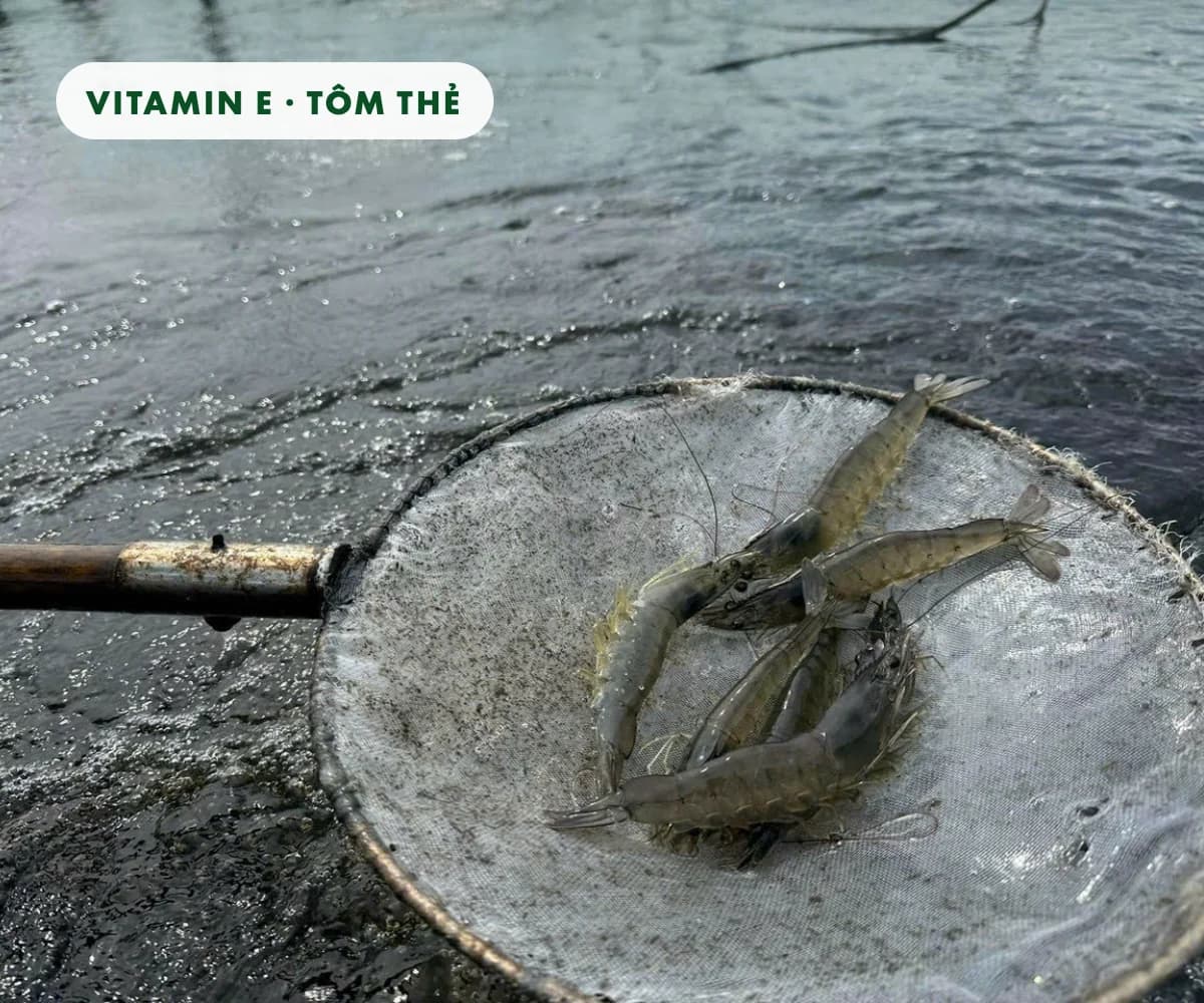 Vitamin E cho tôm thẻ: khoảng 72 mg/kg thức ăn giúp tôm lớn nhanh hơn và chịu bệnh tốt hơn trong thí nghiệm