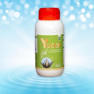 YUCCA