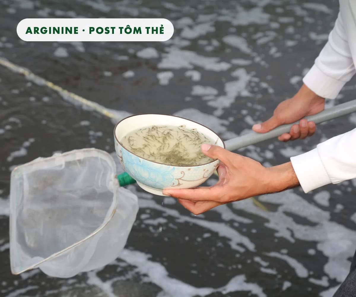 Arginine cho tôm thẻ giai đoạn post: đủ 2,51–2,85% trong thức ăn, tăng trọng cao hơn gần 40% sau 25 ngày