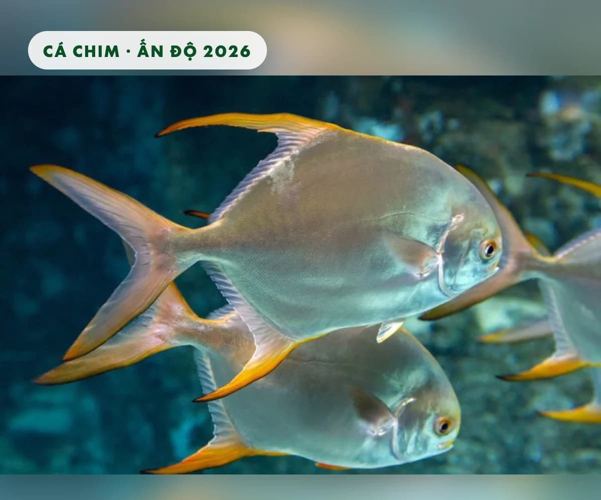 Nuôi cá chim ở Ấn Độ: lồng biển, lồng ven bờ, ao đất và luân canh với tôm