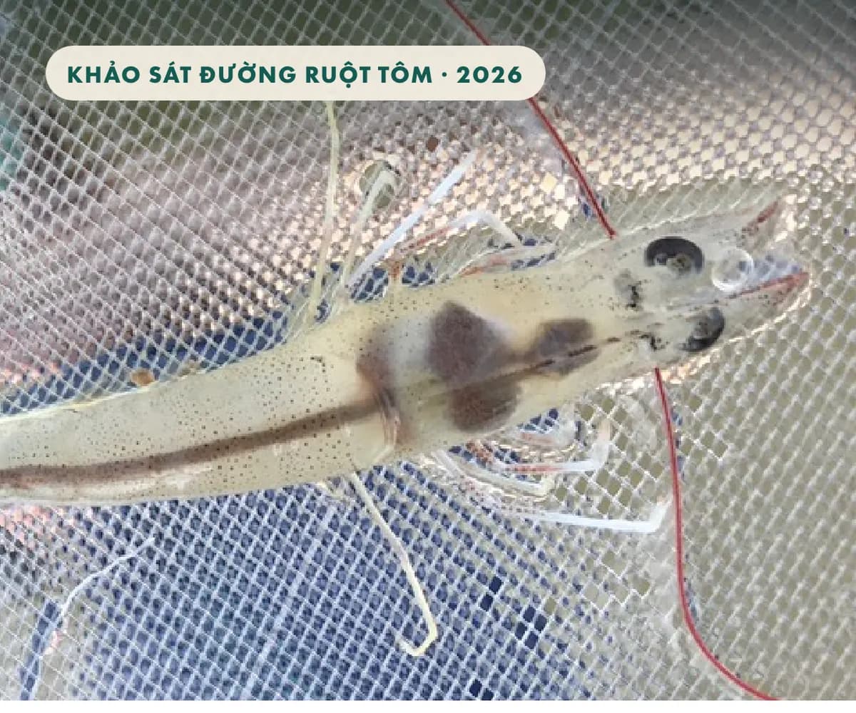 Khảo sát 110 trại tôm châu Á: 60% tôm có đường ruột yếu, kể cả ở trại nuôi tốt