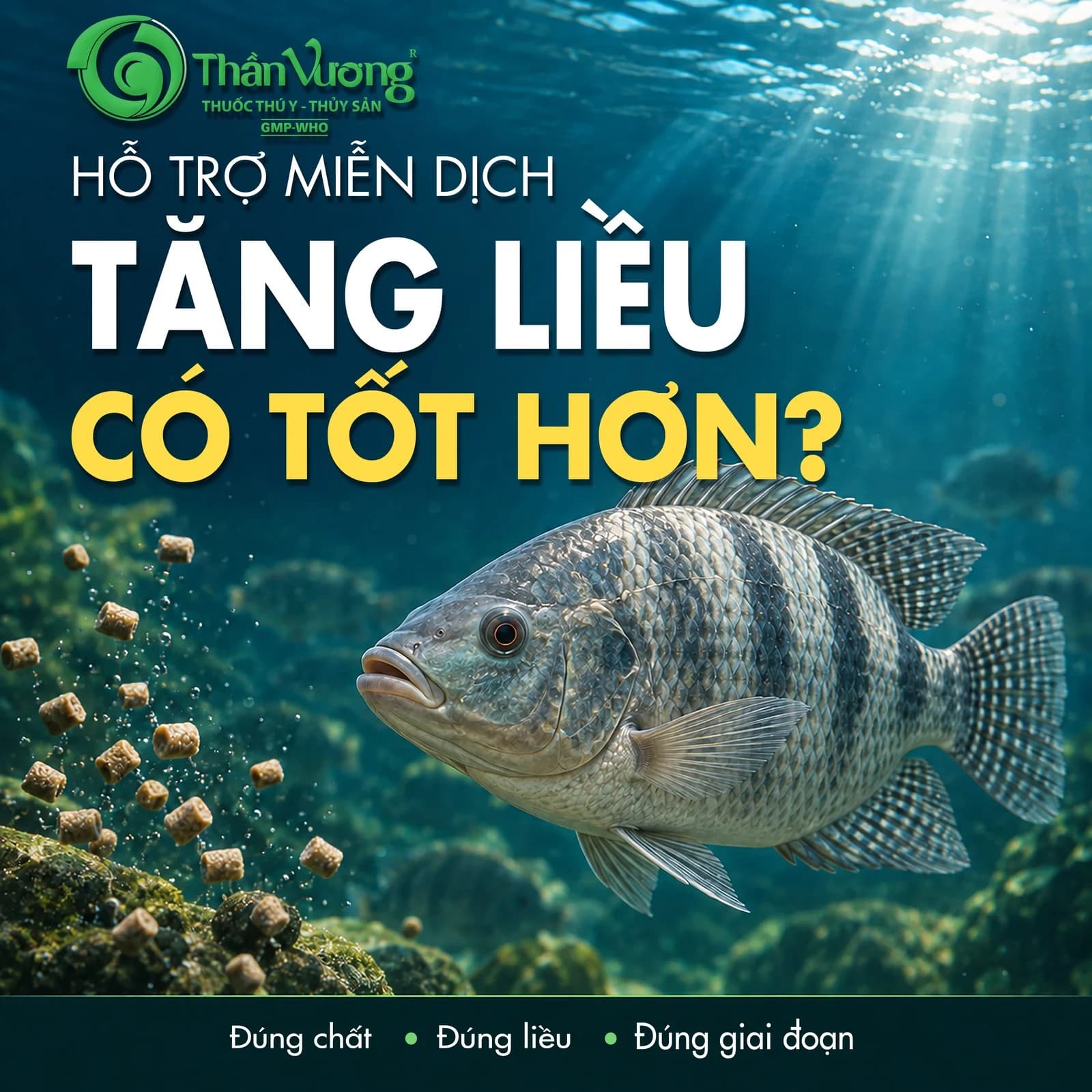 Hỗ trợ miễn dịch cho cá: Vì sao tăng liều chưa chắc mang lại hiệu quả tốt hơn?