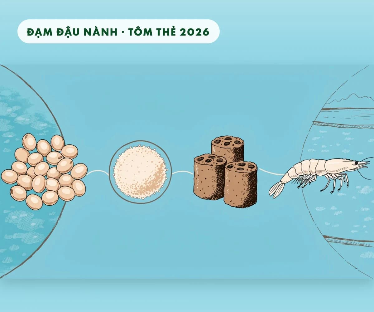 Đạm đậu nành trong thức ăn tôm thẻ: Tăng trưởng và hệ vi sinh ruột qua nghiên cứu 2026