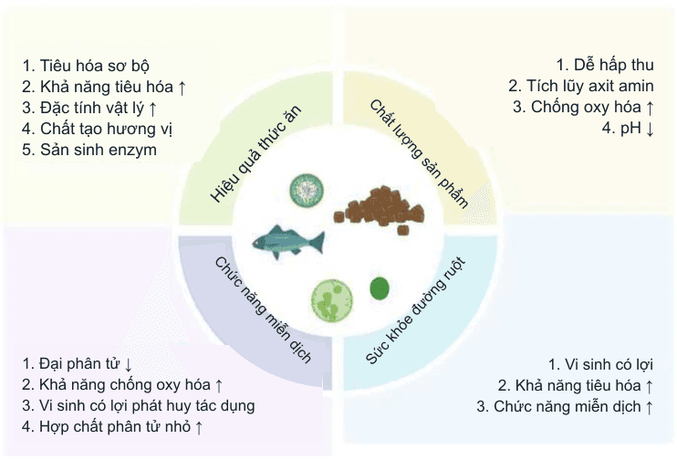 Thức ăn lên men cho thủy sản: tổng quan 2026 nói gì và còn thiếu gì, nhất là với tôm