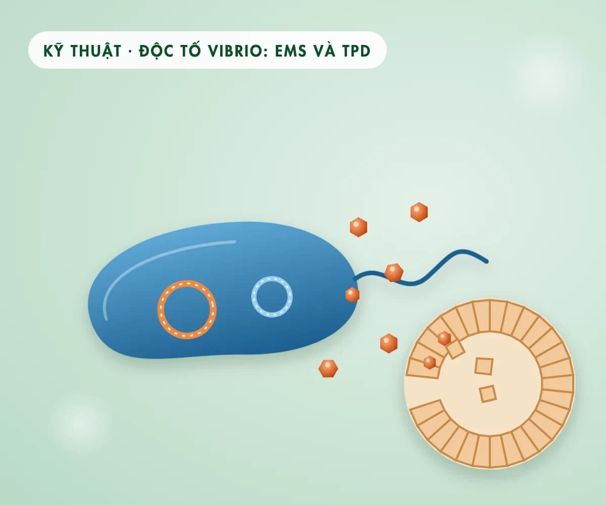 Độc tố Vibrio gây EMS và TPD: vi khuẩn chỉ giết tôm khi mang gen độc tố PirAB hoặc VHVP-2