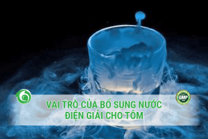 VAI TRÒ CỦA BỔ SUNG NƯỚC ĐIỆN GIẢI CHO TÔM