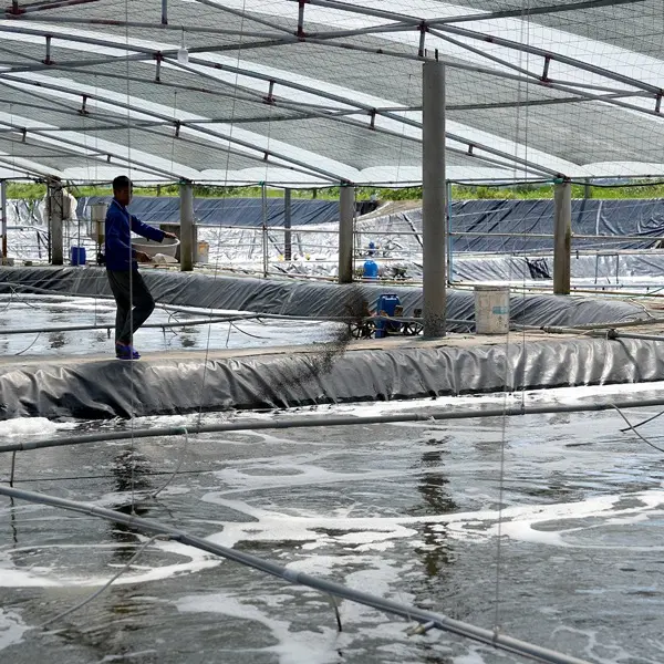 BẢO VỆ NGÀNH NUÔI TÔM BẰNG CÁC GIẢI PHÁP AN TOÀN SINH HỌC THÔNG MINH HƠN