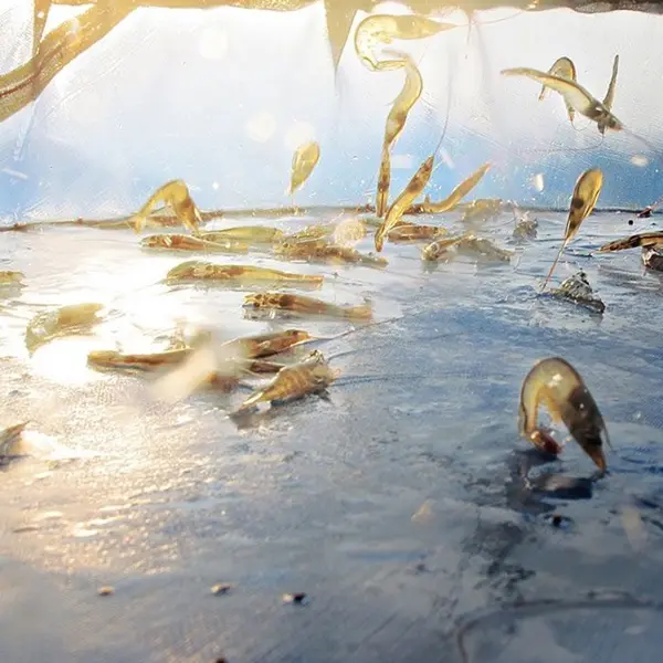 HIỂU VỀ QUẢN LÝ VI SINH TRONG NUÔI TÔM ĐỂ CẢI THIỆN LỢI NHUẬN