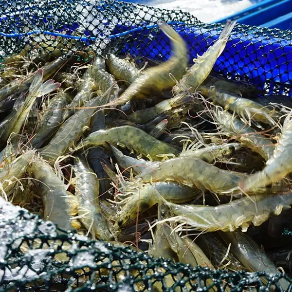 TỐI ƯU NĂNG SUẤT NUÔI TÔM NHỜ GIẢI PHÁP SINH HỌC: PRE-, PRO- VÀ POSTBIOTIC