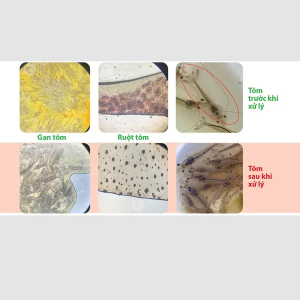 ĐÁNH GIÁ KHẢ NĂNG KHÁNG KHUẨN CỦA CLEVER VÀ PROSUR ĐỐI VỚI CHỦNG VI KHUẨN VIBRIO PARAHAEMOLYTICUS VP4-24 GÂY BỆNH TPD TRÊN TÔM