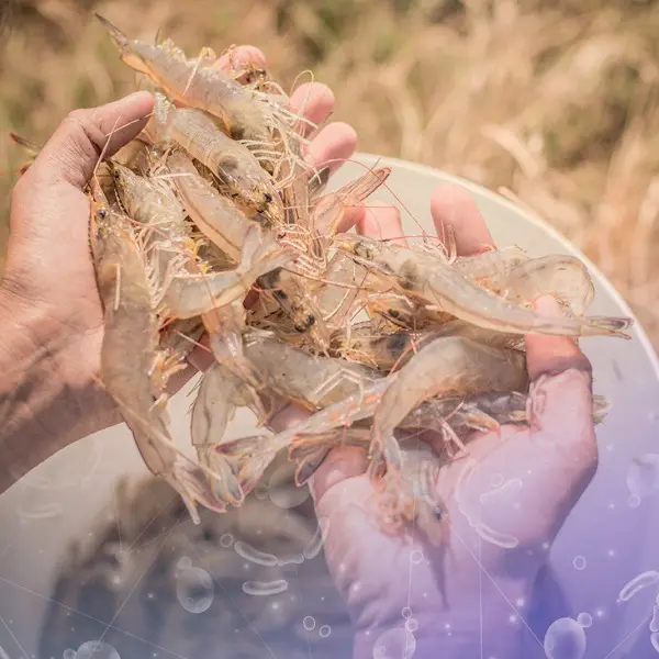 VI SINH THÔNG MINH CHO NUÔI TÔM – TĂNG TRƯỞNG, CHẤT LƯỢNG NƯỚC VÀ SỨC KHỎE TỐT HƠN