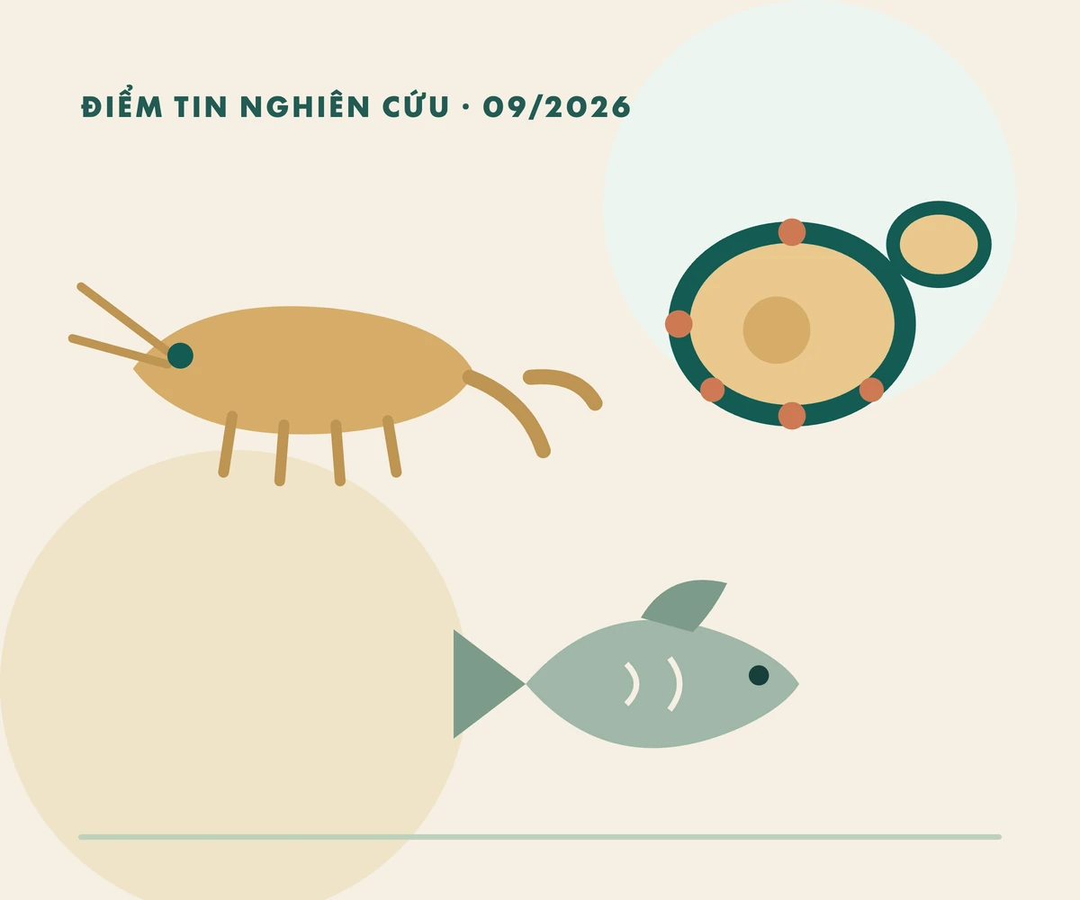 Ba nghiên cứu mới: con giống khỏe từ trại, nấm men đúng loại, phòng bệnh cá rô phi