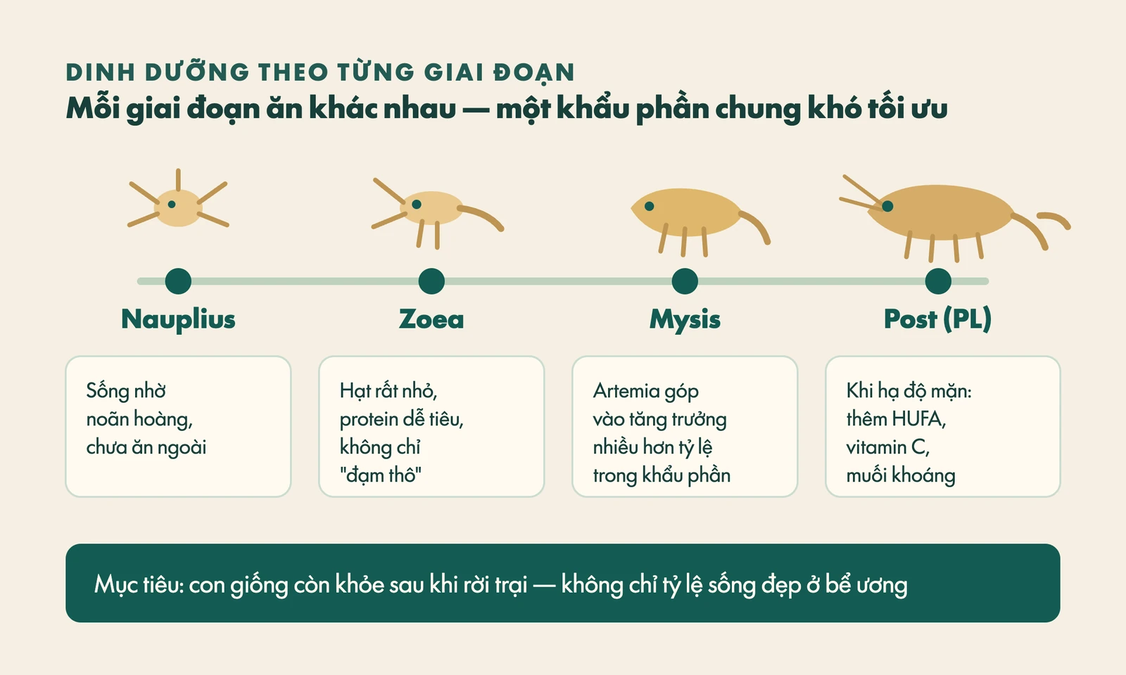 Sơ đồ bốn giai đoạn ấu trùng tôm Nauplius, Zoea, Mysis, Post và nhu cầu dinh dưỡng của từng giai đoạn