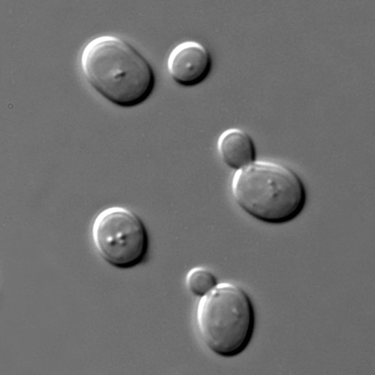 Tế bào nấm men Saccharomyces cerevisiae dưới kính hiển vi, nhiều tế bào đang nảy chồi