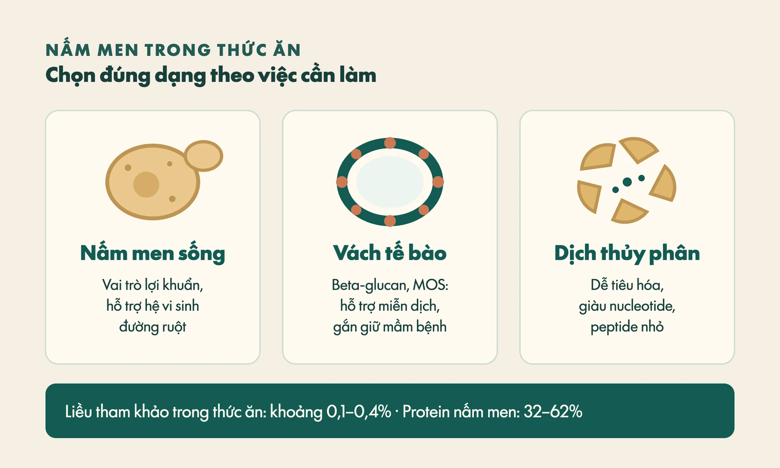Minh họa ba dạng sản phẩm nấm men: nấm men sống, vách tế bào và dịch thủy phân cùng vai trò của từng dạng