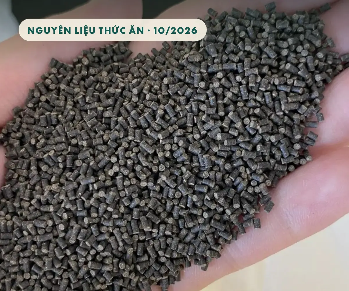 Viên thức ăn tôm trên tay