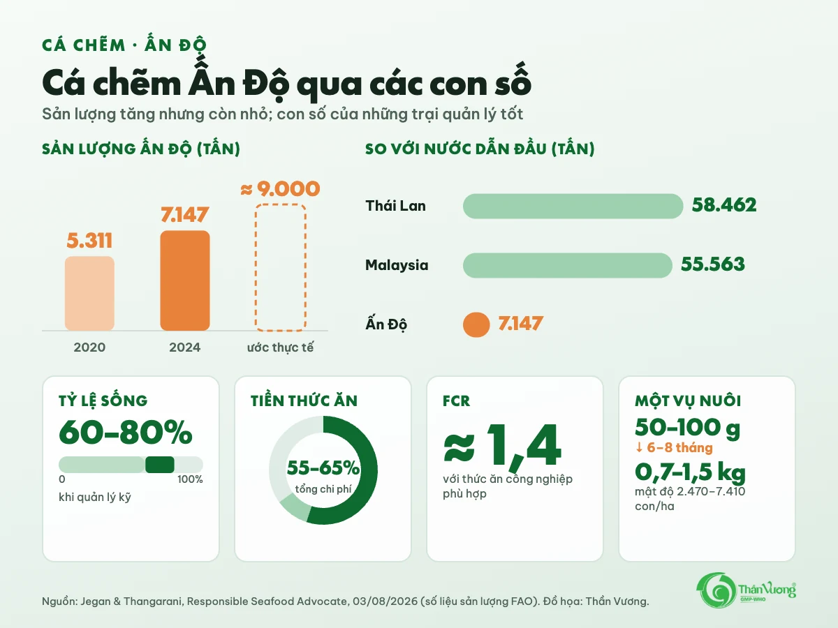 Biểu đồ: sản lượng cá chẽm Ấn Độ 5.311 tấn năm 2020, 7.147 tấn năm 2024, ước thực tế khoảng 9.000 tấn; Thái Lan 58.462 tấn, Malaysia 55.563 tấn; tỷ lệ sống 60 đến 80 phần trăm; thức ăn 55 đến 65 phần trăm chi phí; FCR khoảng 1,4; một vụ 6 đến 8 tháng từ cá giống 50 đến 100 gam lên 0,7 đến 1,5 kg