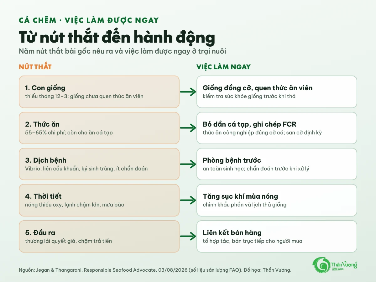 Sơ đồ năm nút thắt và việc làm ngay: con giống — giống đồng cỡ quen thức ăn viên; thức ăn — bỏ dần cá tạp, ghi chép FCR; dịch bệnh — phòng bệnh trước; thời tiết — tăng sục khí mùa nóng; đầu ra — liên kết bán hàng