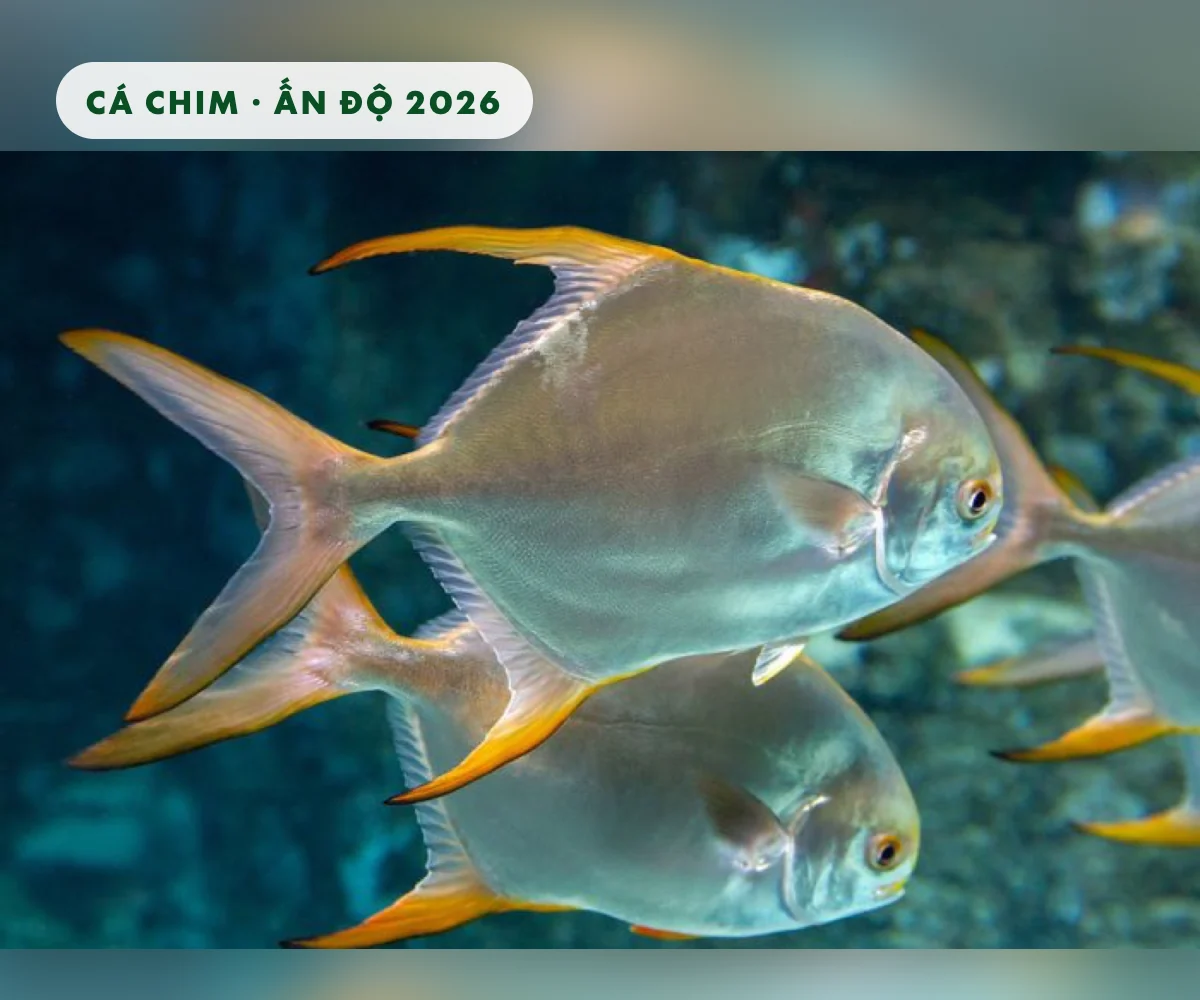 Đàn cá chim vây vàng bơi trong nước