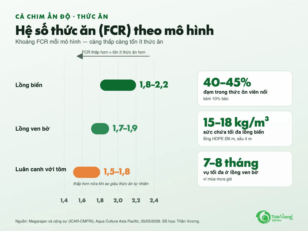 Biểu đồ khoảng FCR: lồng biển 1,8 đến 2,2; lồng ven bờ 1,7 đến 1,9; luân canh với tôm 1,5 đến 1,8; thức ăn viên nổi 40 đến 45 phần trăm đạm; sức chứa lồng biển 15 đến 18 kg mỗi mét khối; vụ lồng ven bờ tối đa 7 đến 8 tháng