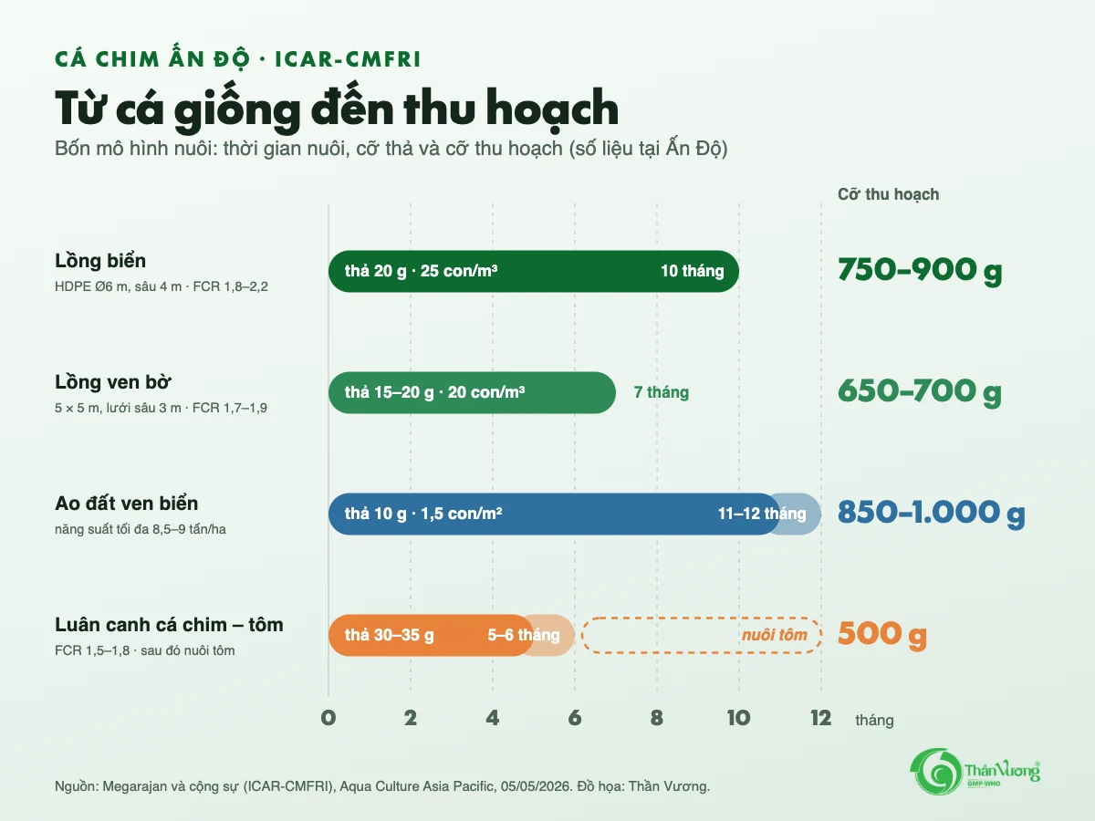 Biểu đồ thời gian nuôi cá chim Ấn Độ theo bốn mô hình: lồng biển 10 tháng đạt 750 đến 900 gam; lồng ven bờ 7 tháng đạt 650 đến 700 gam; ao đất 11 đến 12 tháng đạt 850 đến 1.000 gam; luân canh 5 đến 6 tháng đạt 500 gam rồi nuôi tôm