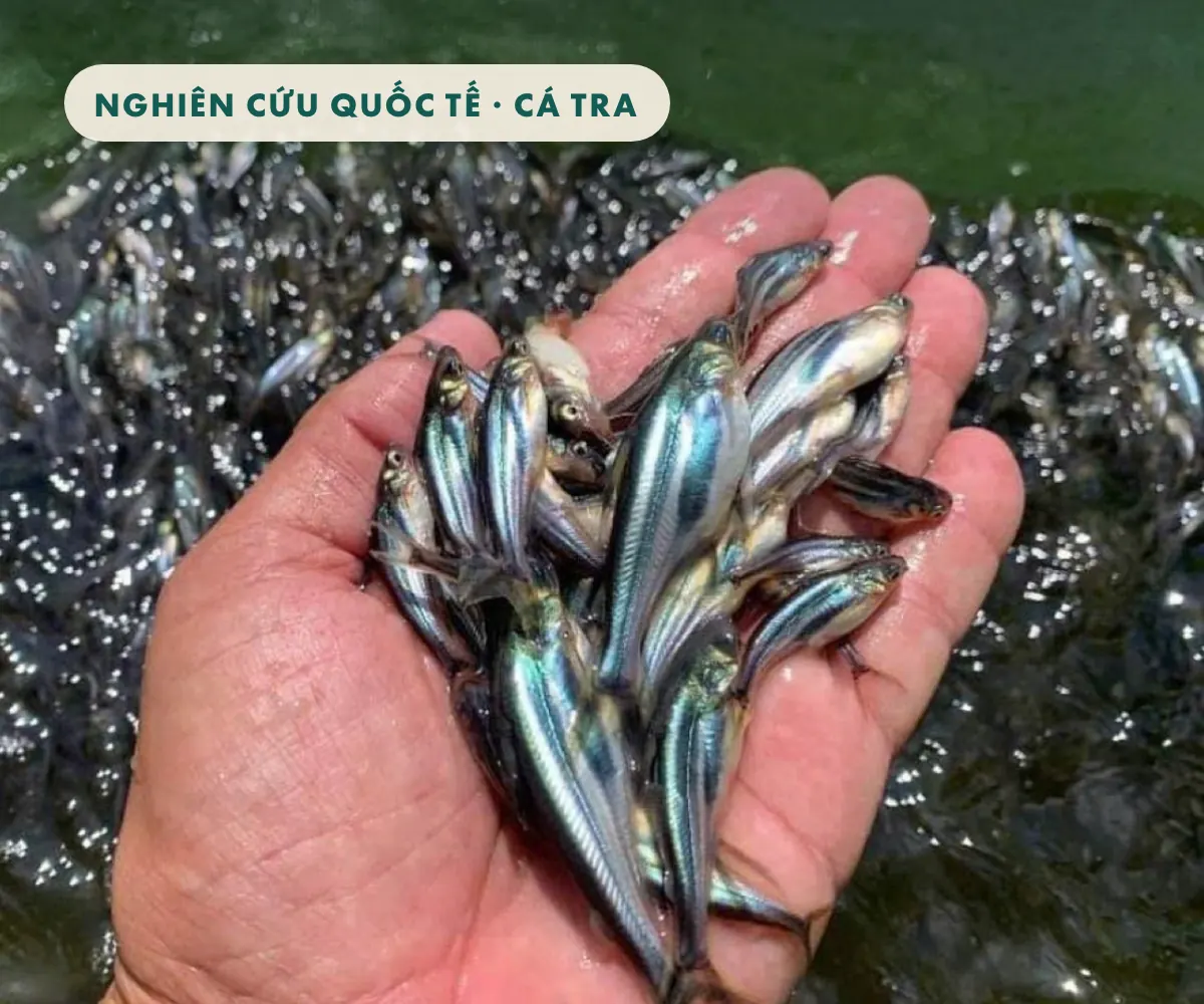 Dự án 2,4 triệu bảng Anh tìm giải pháp chống kháng kháng sinh cho nghề nuôi cá tra Việt Nam