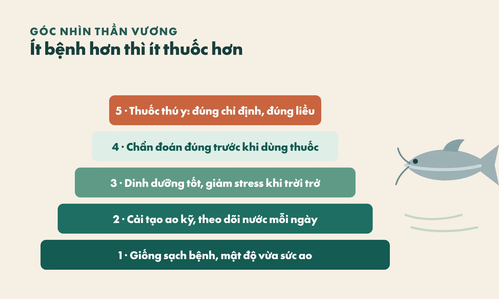 Bậc thang phòng bệnh cá tra: giống sạch bệnh và mật độ vừa ao, cải tạo ao và theo dõi nước, dinh dưỡng và giảm stress, chẩn đoán đúng, thuốc thú y đúng chỉ định đúng liều