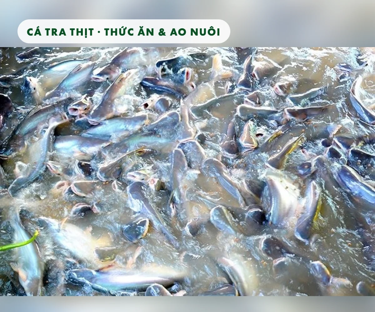 Cá tra thương phẩm trong ao nuôi