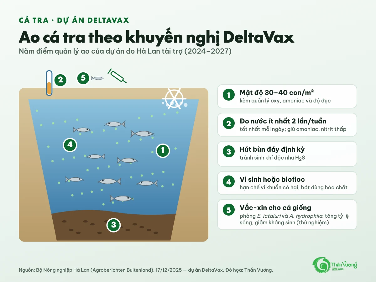 Hình mặt cắt ao cá tra với năm điểm: mật độ 30 đến 40 con mỗi mét vuông; đo nước ít nhất 2 lần mỗi tuần; hút bùn đáy định kỳ; vi sinh hoặc biofloc; vắc-xin cho cá giống