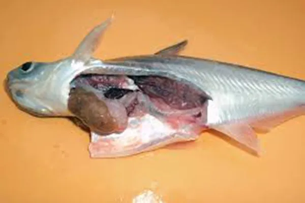 fish_disease