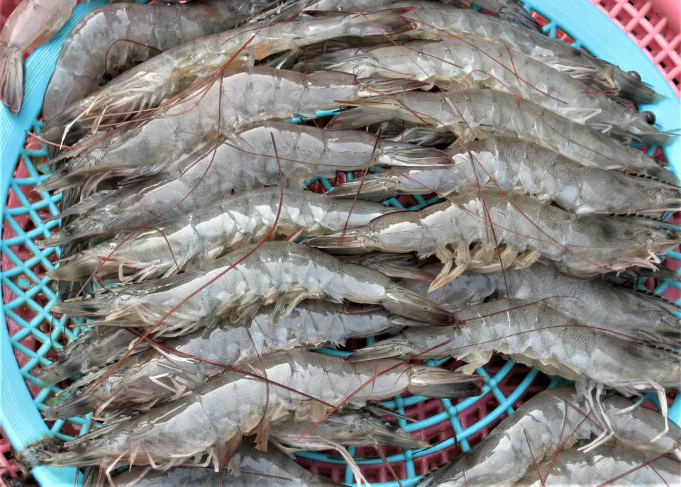 shrimp_image