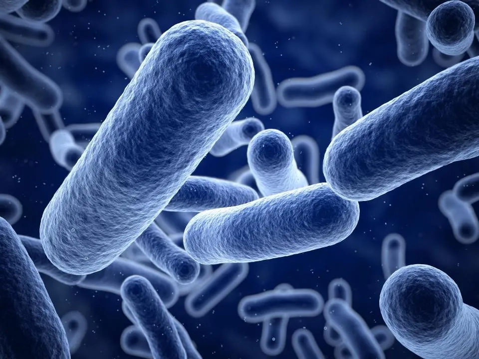bacillus_sp