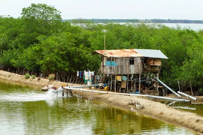 shrimp-farm-puna-island-ecuador