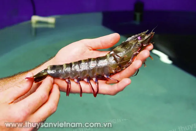 shrimp