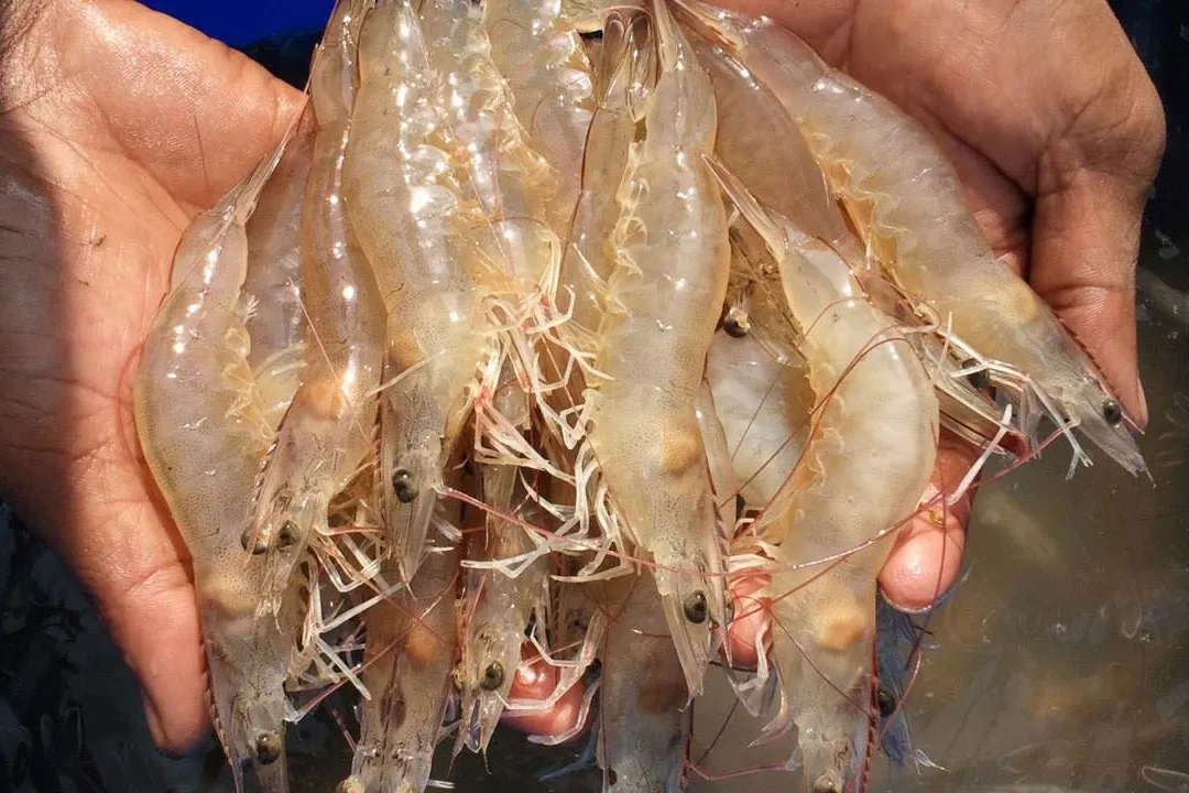 whiteleg shrimp