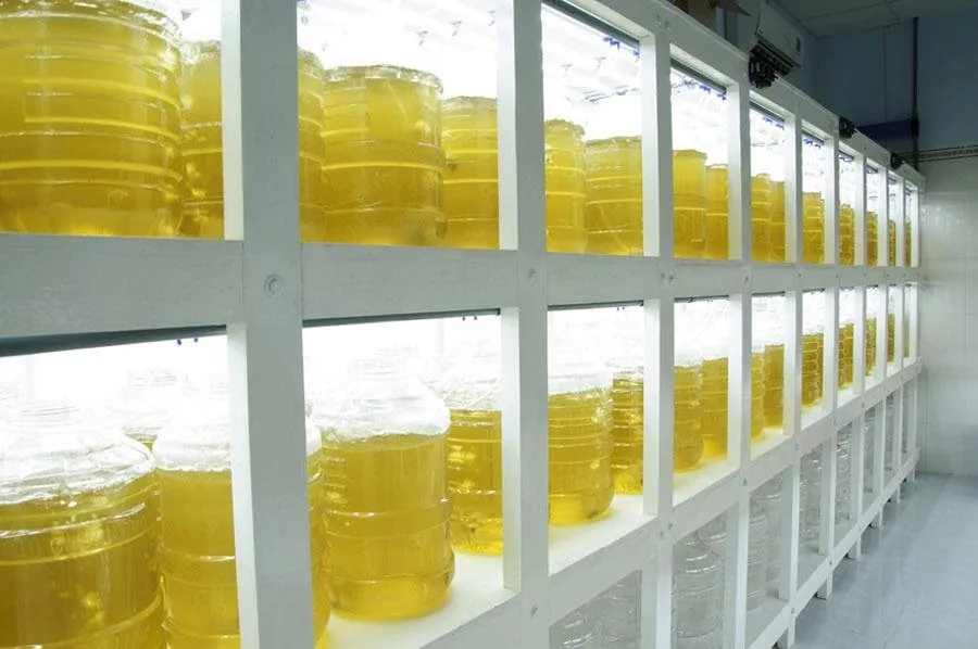 algae-2
