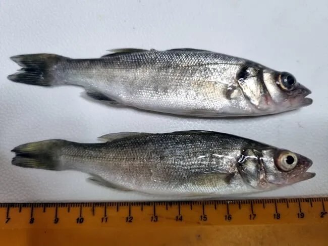 European sea bass infected with S. iniae showing exophthalmia and eye opacity