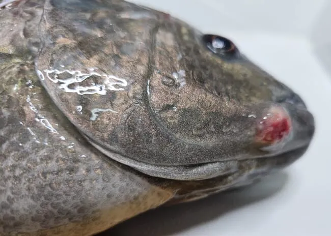 Hybrid tilapia infected with S. agalactiae showing hemorrhagic skin pustules at the base of the mouth