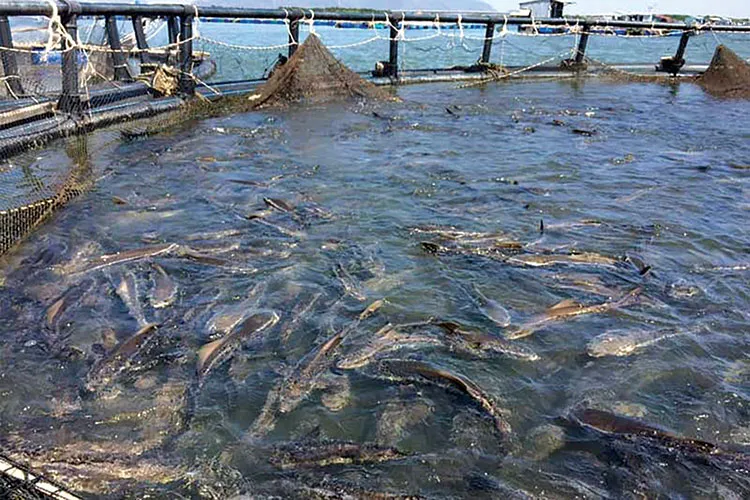 cobia-cage-farming