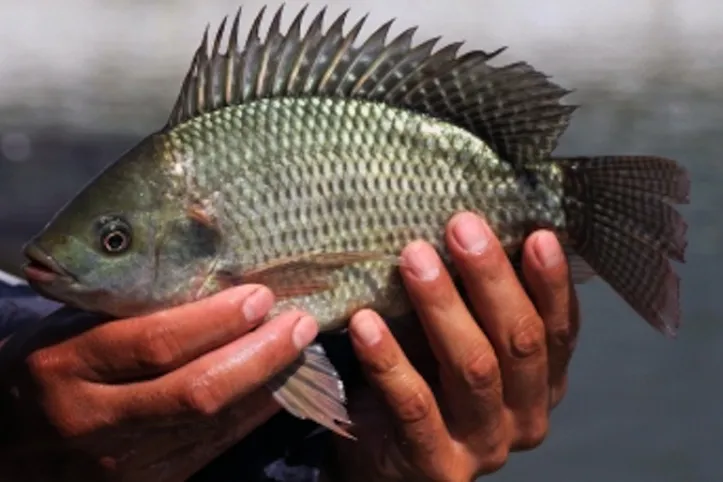 tilapia-vaccine2_1551929532