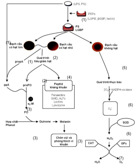 betaglucan_mechanism
