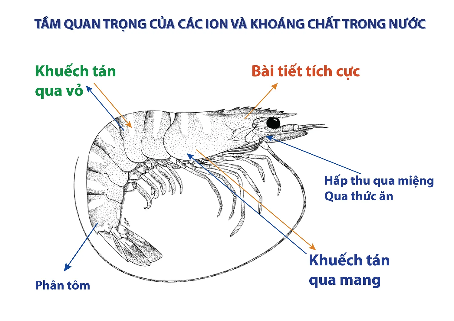 sY_YY_shrimp-01_1