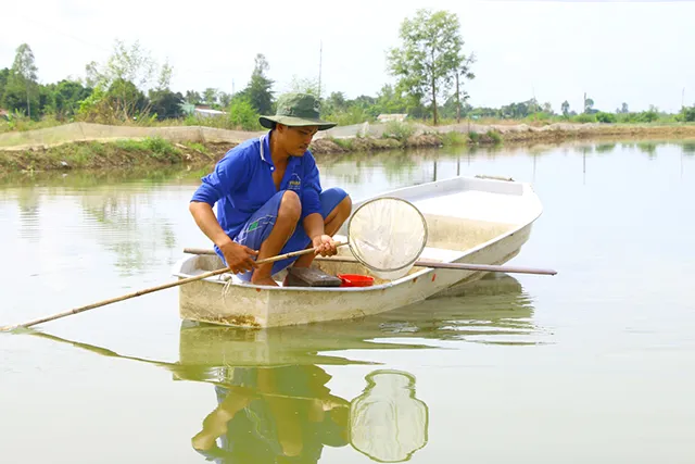 pangasius fry rearing process