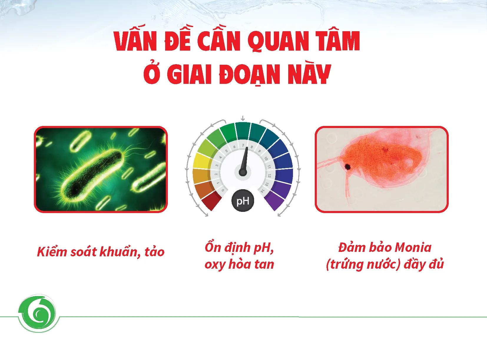 PANGASIUS FRY REARING PROCESS FOR THE FIRST 15 DAYS FOR HIGH SURVIVAL RATE2