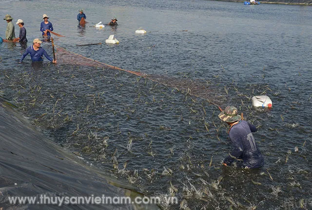 toxic-gas-treatment-shrimp-pond-02