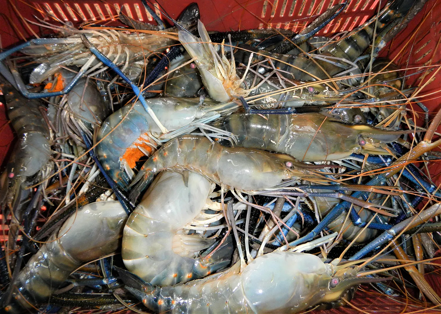giant_freshwater_prawn
