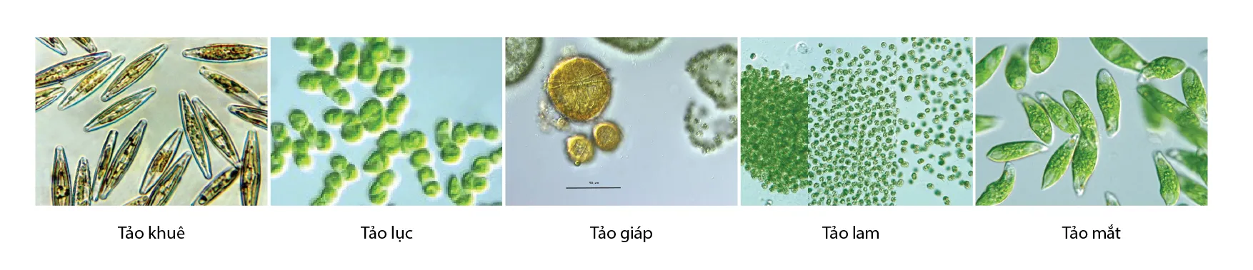 types_of_algae-01_1