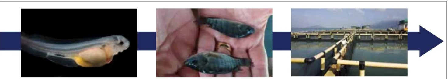 fish_nutrition1