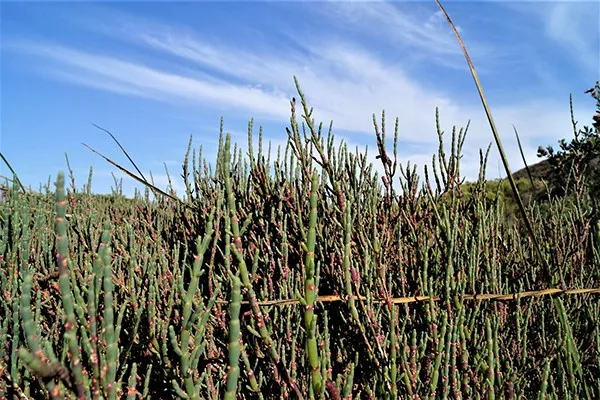 salicornia